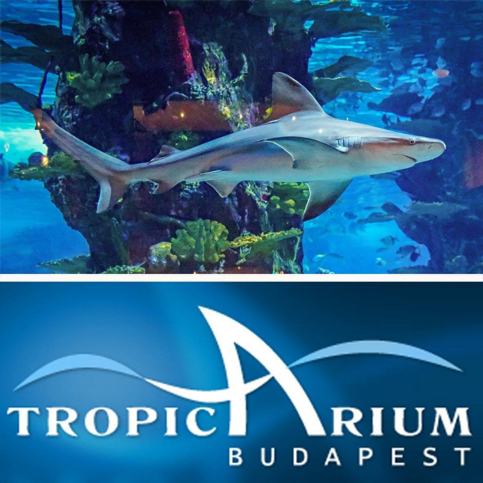 Belépőjegyek kedvezményesen